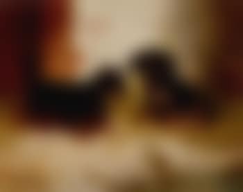 Unexpected visitor (preview)