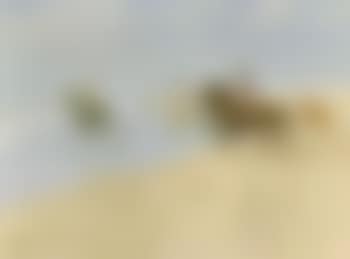 Horses on the shore (preview)