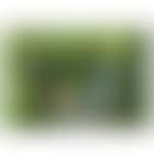 Grapes in the allotment (preview)