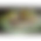 Still life of fruit (preview)