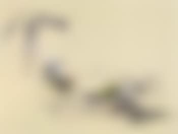 Untitled (preview)