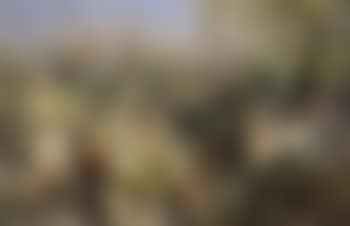 Country garden (preview)