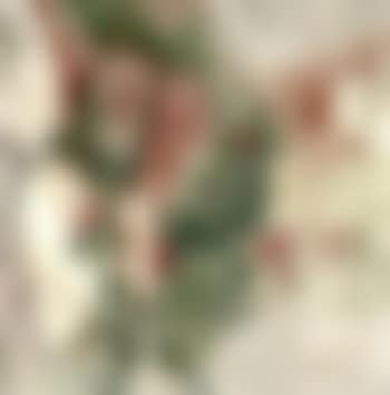 Tree-like (preview)