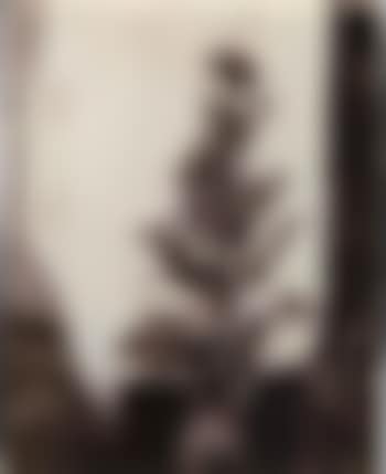 Pavot (preview)