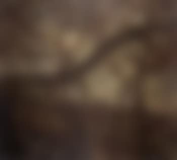 Monkey forest (preview)