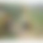 In the orchard, picking plums (preview)