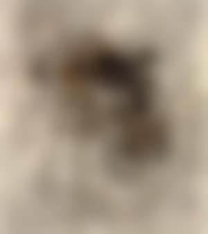 Tiger's head (preview)