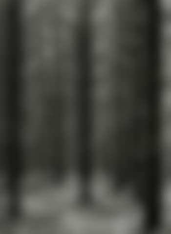Forest (preview)
