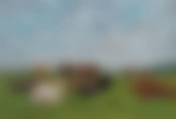 Vaches au paturage (preview)