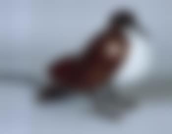 Le pigeon (preview)