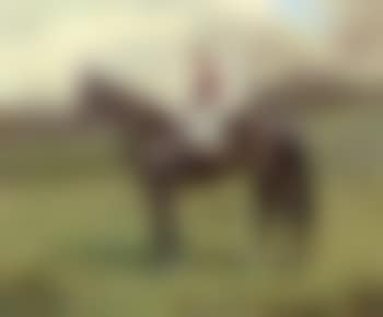 Portrait of a bay racehorse with jockey up (preview)