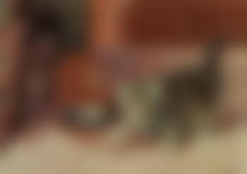 In a playful mood - Kitten examining a gold pendant necklace (preview)