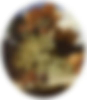 Nature morte de raisins, baies rouges, framboises et papillon (preview)