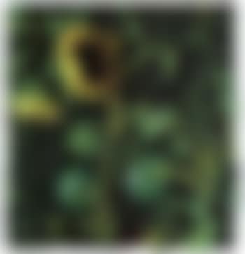Watermelons and sunflowers (preview)