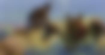 Smoke signal (preview)