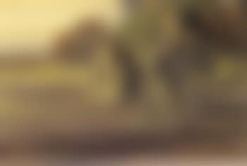 Lions (preview)