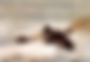 English grey partridges in winter (preview)