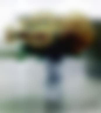 Flowers (preview)