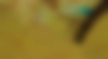 Yellow Summer (preview)