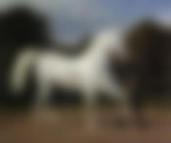 Rider leading white horse (preview)