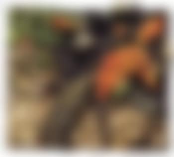 Fuoco ai Caraibi (preview)