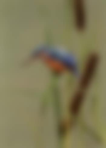 Kingfisher (preview)
