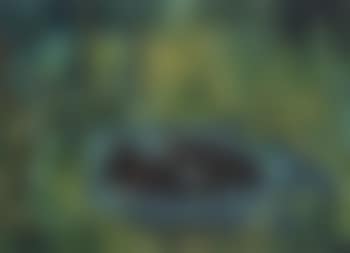 Hippopotami in the jungle (preview)