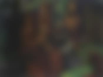 Adoration of the Kings (preview)