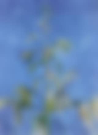 Top of a pine tree (preview)
