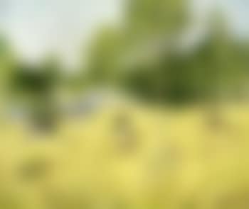 Vaches devant la prairie (preview)