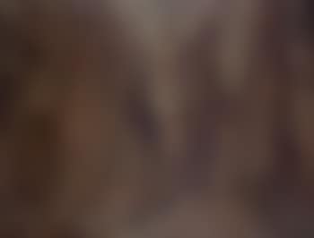 Brown forest (preview)