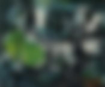 Owls (preview)