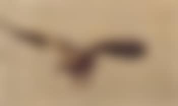 Eagle in flight (preview)