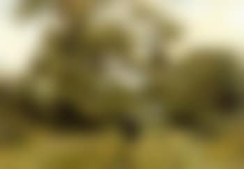 Promeneuse dans le bois (preview)