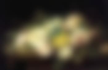 Still life, roses (preview)