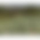 Field of flowers (preview)
