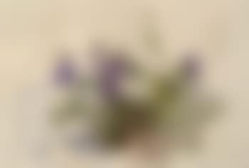 Wild lupin (preview)