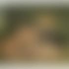 Dejeuner sur l'herbe (preview)