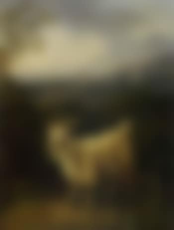 Goat in mountainous landscape (preview)