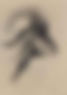 Head of mountain goat (preview)