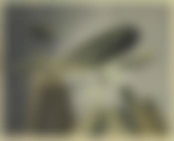 Composition (preview)
