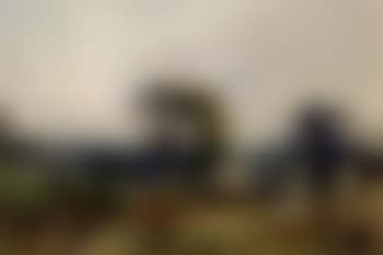 Early morning, cub hunting, Ashford Valley (preview)