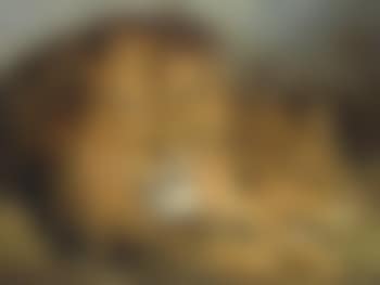 A Lion and a Lioness (preview)