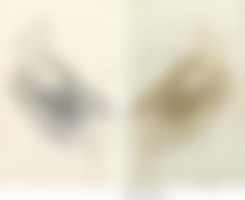 George Moore (see B. 27 not in B. CR) (preview)