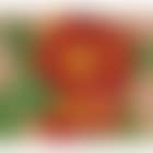 Two Austrian Copper Roses III (preview)