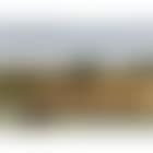 Cattle by the River (preview)