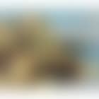 Capri (preview)