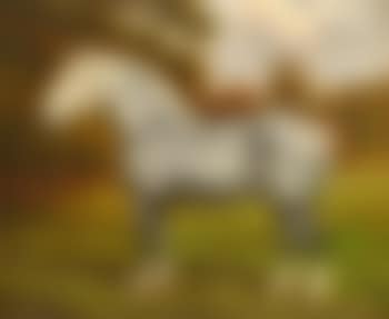 The grey shire horse 'Nonius'; The bay shire horse 'Brimfield Forest King' (preview)