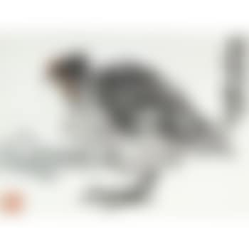 Hen. Frog (preview)