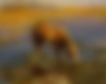 A donkey wondering in a desert landscape (preview)
